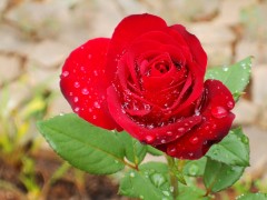 Rose rouge et rosée.JPG
